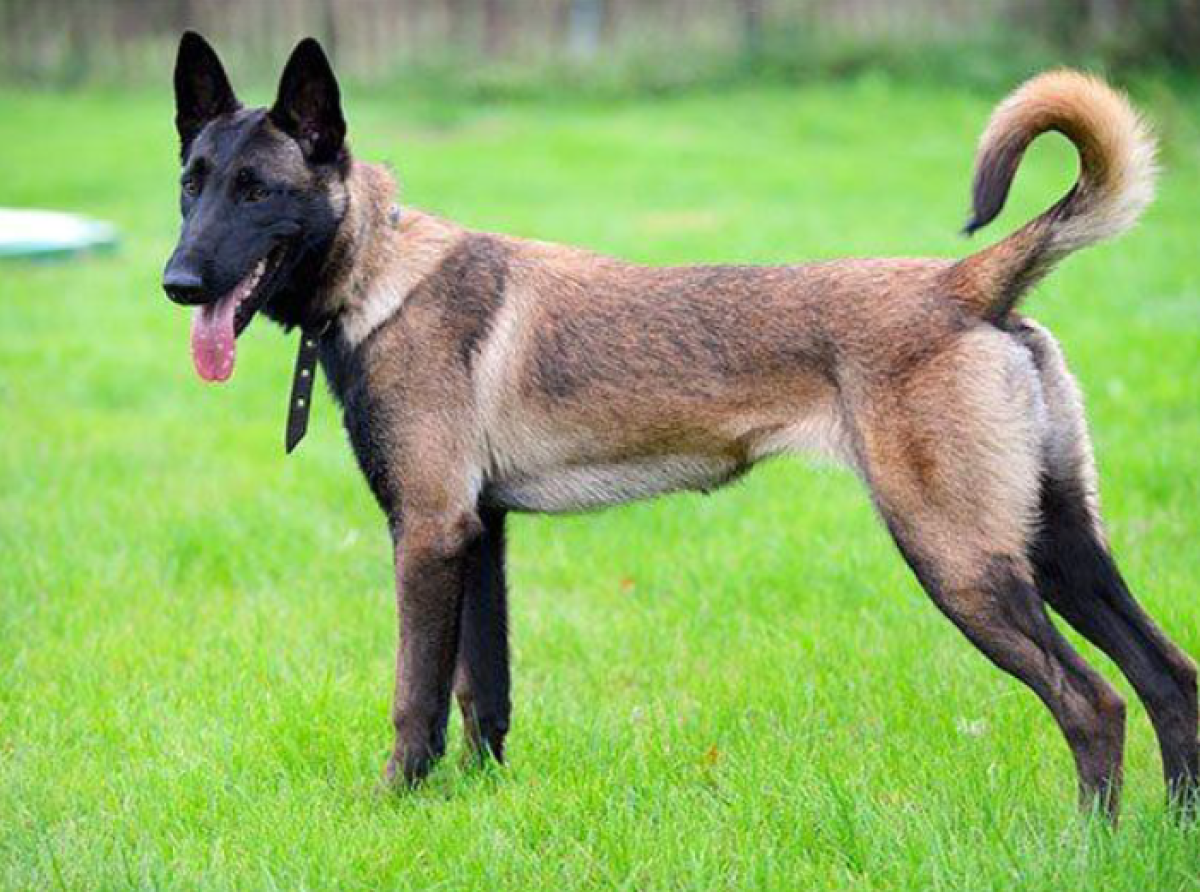 Applicazione della teoria delle 4D nella formazione del cane da soccorso