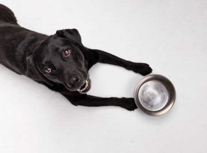 L’OBESITA’ NEL CANE